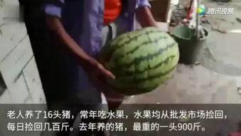 在线观看吃瓜群众视频完整版,在线观看视频背后的真实故事
